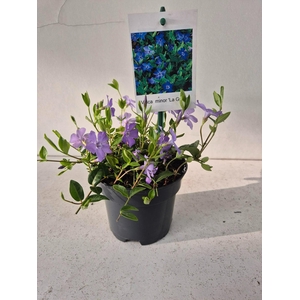 Vinca minor La Grave
