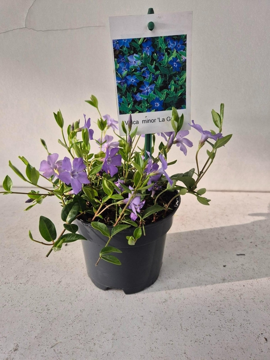 <h4>Vinca minor La Grave</h4>