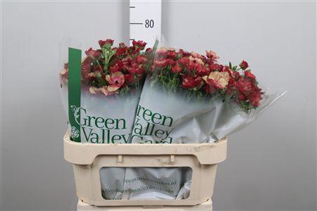 <h4>Ran Co Mag Cinnamon</h4>