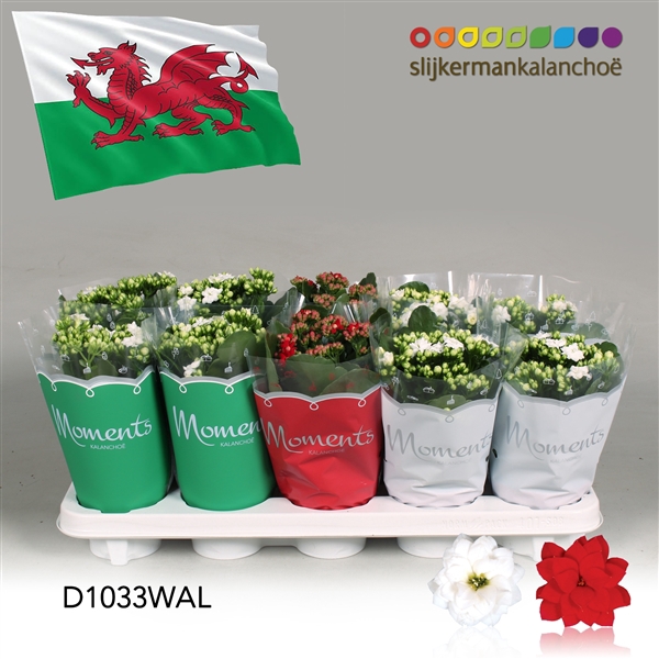 <h4>Kalanchoe Moments - Wales flag</h4>