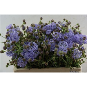 DIDISCUS LAVENDER 55CM P STEM