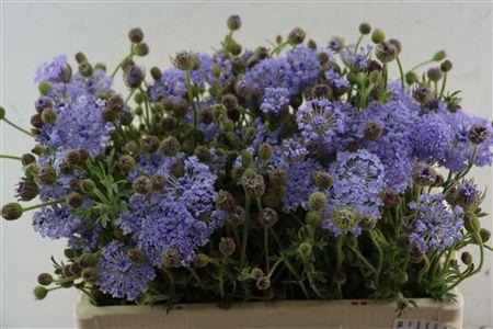 <h4>DIDISCUS LAVENDER</h4>