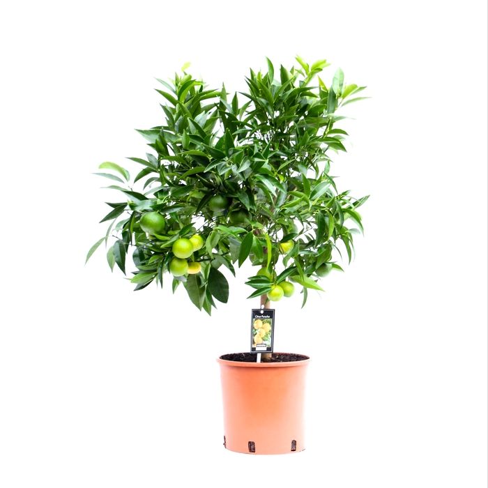 <h4>Citrus Clementine stem P22</h4>