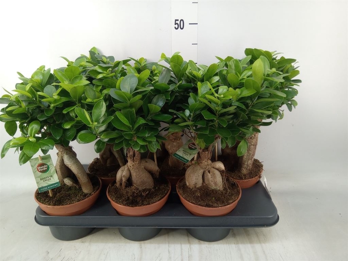 <h4>Ficus microcarpa 'Ginseng'</h4>