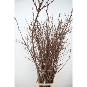 PRUNUS SERRULATA KANZAN PER STEM 180CM