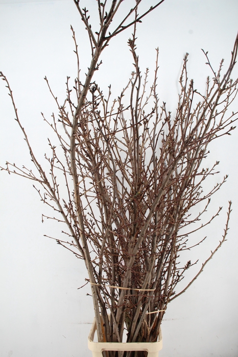 <h4>PRUNUS SERRULATA KANZAN PER STEM 180CM</h4>
