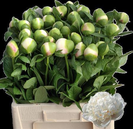 Paeo Col Owen Cousin