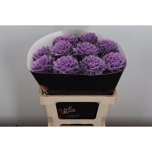 Brassica Wx (crane) Milka