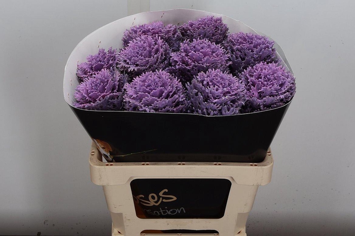 <h4>Brassica Wx (crane) Milka</h4>