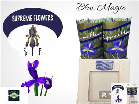 <h4>Iris Blue Magic</h4>