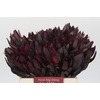 Leucadendron Saf Sunset Dark R.