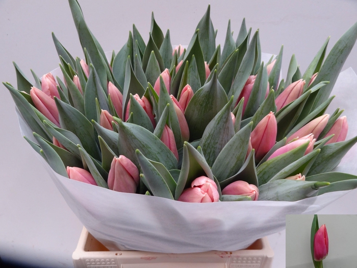 <h4>TU EN JETSTREAM</h4>