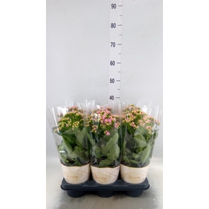 Kalanchoe  'RoseFlow Graceful Pink'