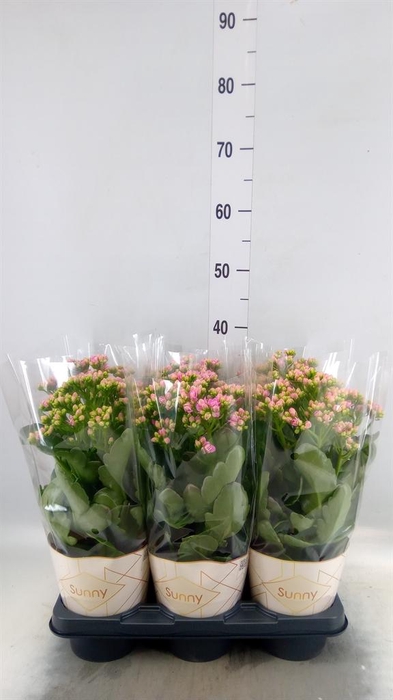 <h4>Kalanchoe  'RoseFlow Graceful Pink'</h4>