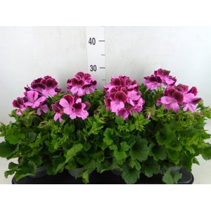 Pelargonium gran.   ..