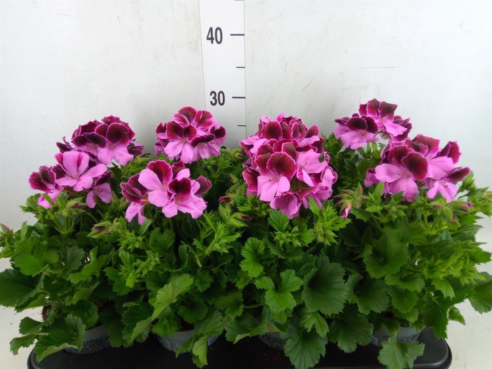 <h4>Pelargonium gran.   ..</h4>