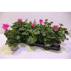 arr8 Pel Zon P Tan Violet