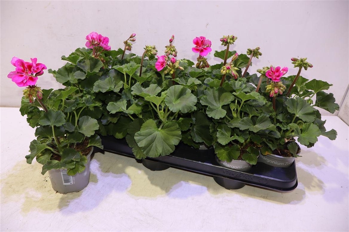 <h4>arr8 Pel Zon P Tan Violet</h4>