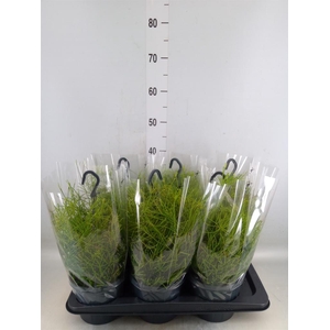 Rhipsalis clavata 'Easy Sweety'