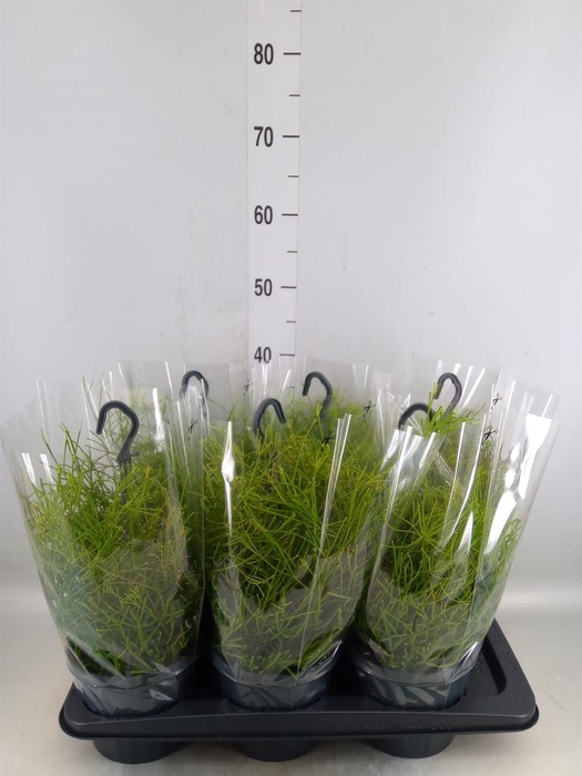<h4>Rhipsalis clavata 'Easy Sweety'</h4>