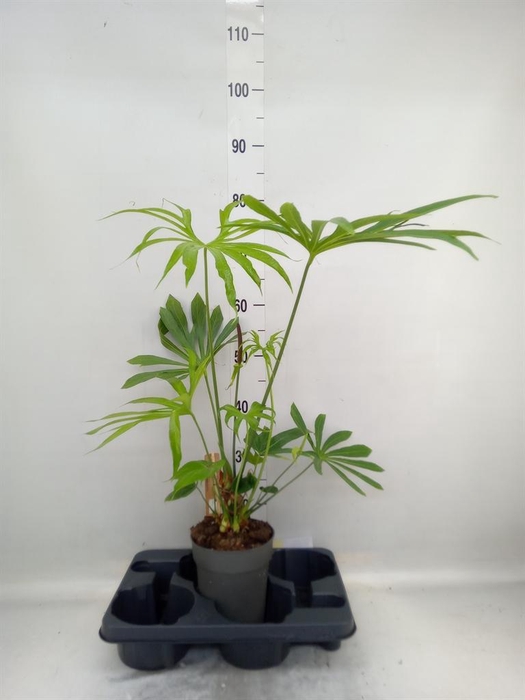 <h4>Planten Groen   ...L%</h4>