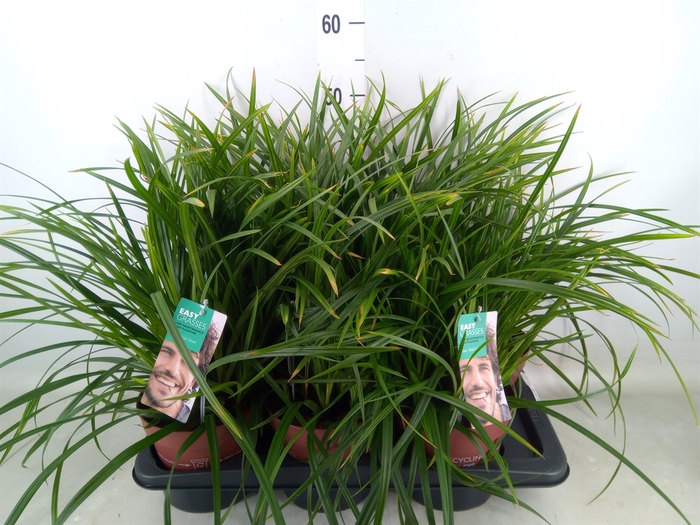 <h4>Carex morrowii</h4>