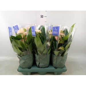 Anthurium andr. 'Joli Peach'