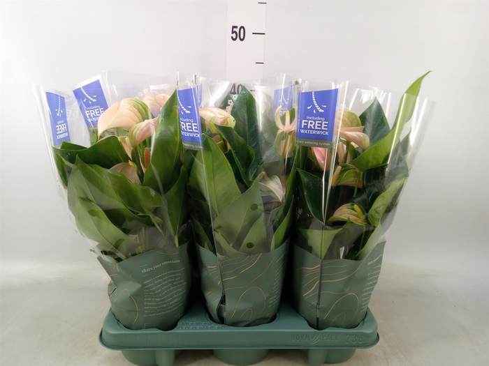 <h4>Anthurium andr. 'Joli Peach'</h4>