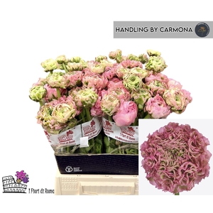 Ran asiaticus Pon Pon Alice