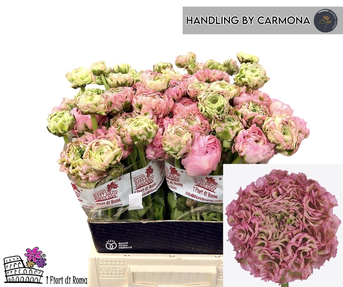 <h4>Ran asiaticus Pon Pon Alice</h4>