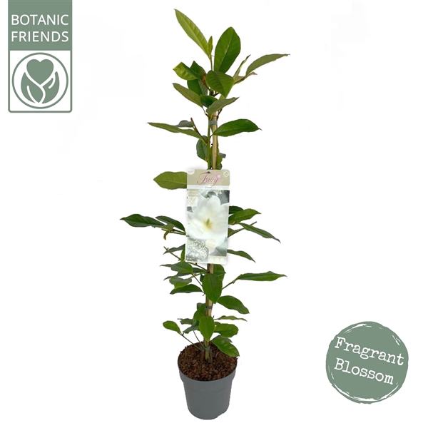 <h4>Magnolia Fairy Magnolia® 'Cream'</h4>