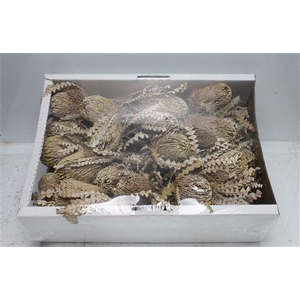 Banksia Speciosa White Washed
