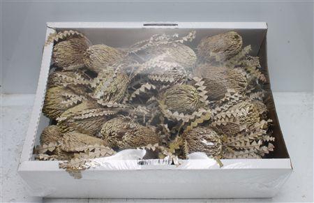<h4>Banksia Speciosa White Washed</h4>