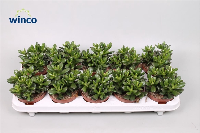<h4>Crassula Convoluta</h4>