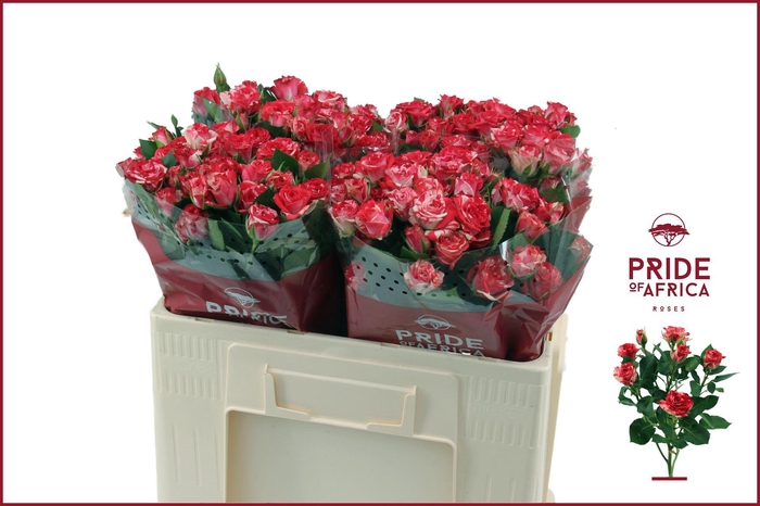 <h4>ROSA TR 'FIREWORKS'</h4>