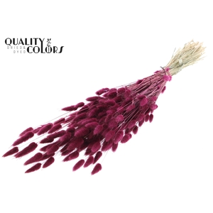 Lagurus per bunch Burgundy