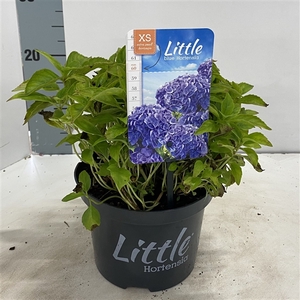 Hydrangea macr. 'Little Blue' ® (Little XS)