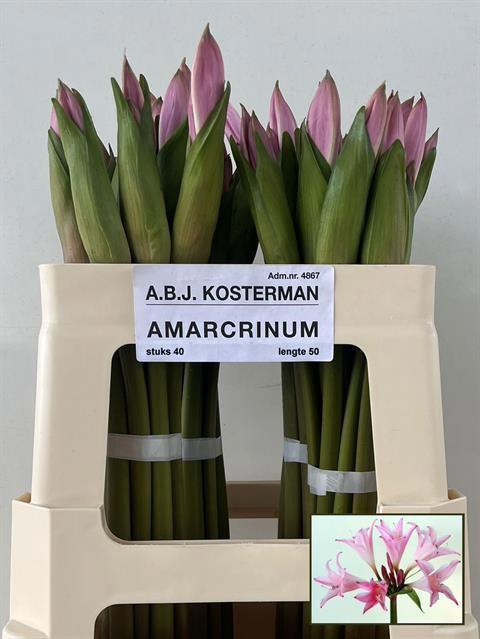 AMARCRINUM