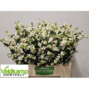 SYMPHO MAG LEMO LIME