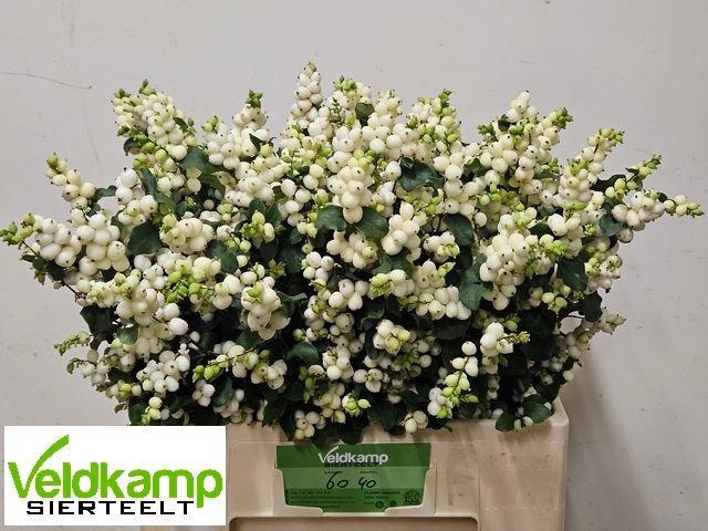 <h4>SYMPHO MAG LEMO LIME</h4>