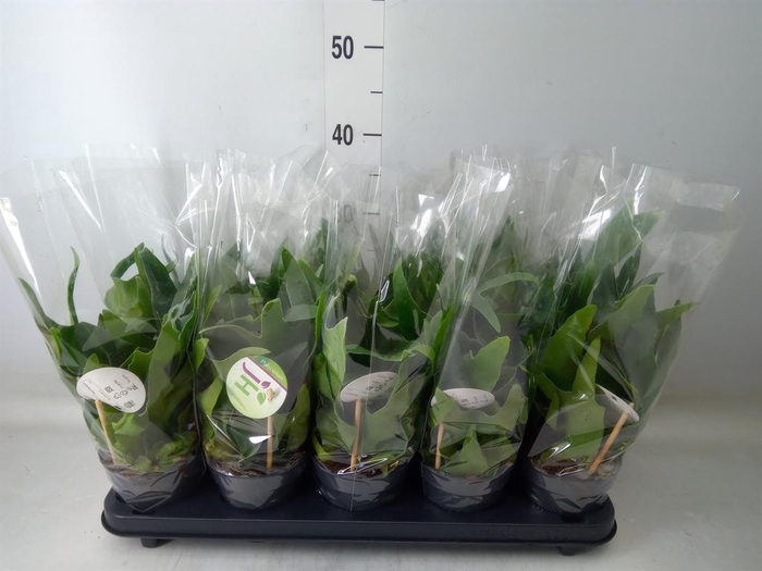 <h4>Platycerium bifurc.</h4>