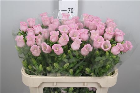 <h4>Camp M Pearl Pink</h4>