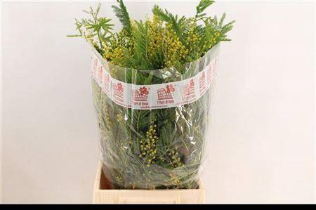 <h4>Acacia Baileya Bl Bs</h4>