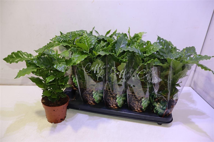<h4>Coffea Arabica</h4>