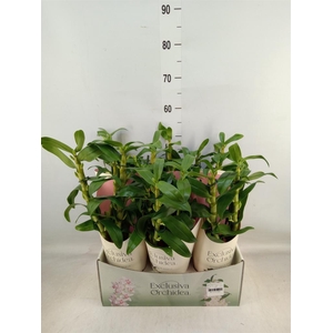 Dendrobium nob. 'StarCla Apollon'