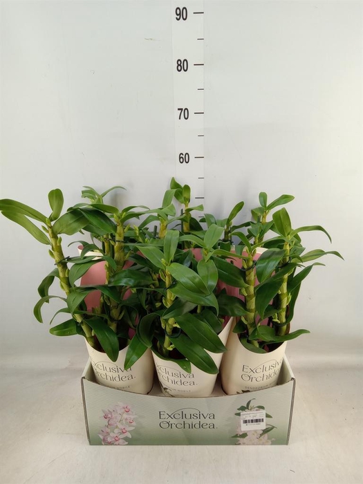 <h4>Dendrobium nob. 'StarCla Apollon'</h4>