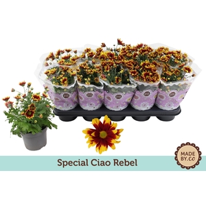 Chrysant Special Splendid (Ciao Rebel)