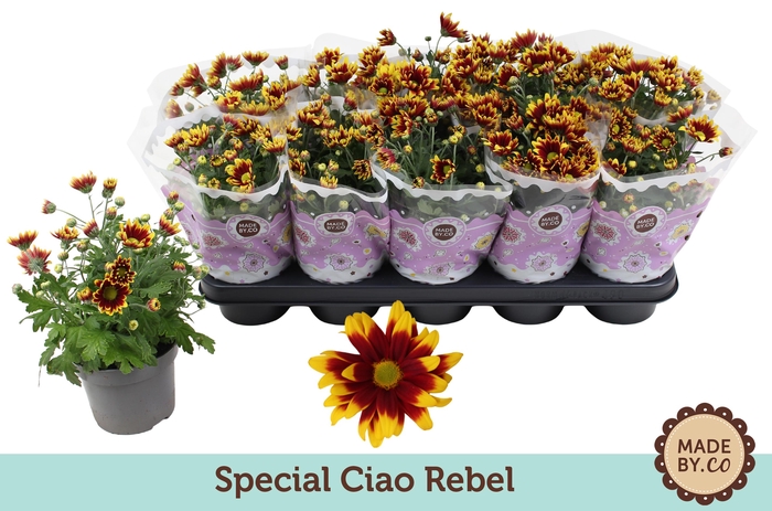 <h4>Chrysant Special Splendid (Ciao Rebel)</h4>