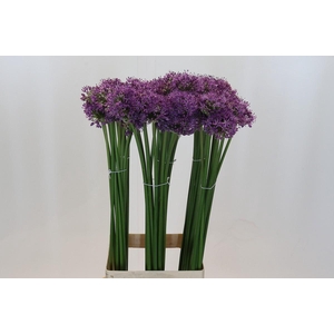 Allium Gladiator