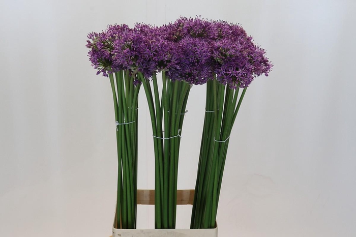 <h4>Allium Gladiator</h4>